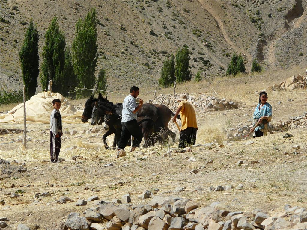 Une aire de battage: un poteau au milieu, on attache des mules qui tournent en rond en crasant le bl.