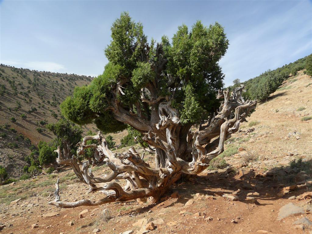 Les genvriers turifres sont ici de vrais gros arbres.