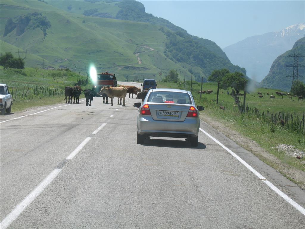 Beaucoup de vaches sur la route, les voitures les frlent  toute vitesse, on imagine qu