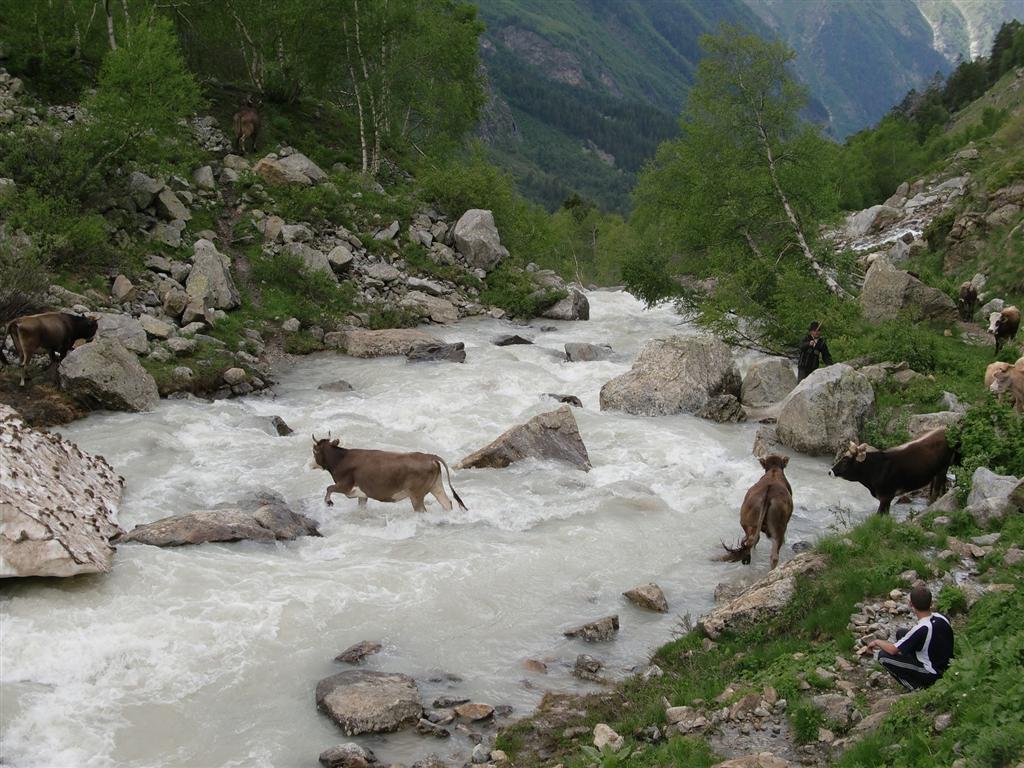 A la descente nous croisons un troupeau de vaches pas dcides  traverser, et pourtant,  force de coups de bton et de jets de pierres, elles franchissent, malgr le dbit