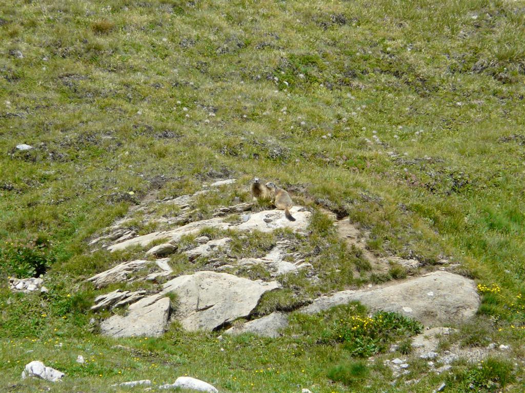 Festival de marmottes au col de la Vanoise, prs du refuge du mme nom (ex Flix Faure)