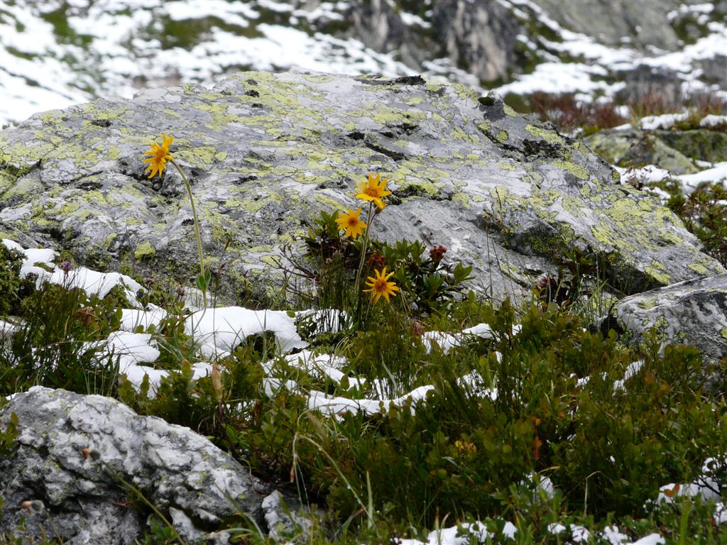 Arnica Montana