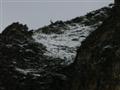 Un chamois est cach sur cette image, sauras-tu le retrouver ?